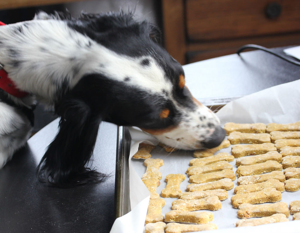 hunting-dog-going-for-bacon-dog-treats