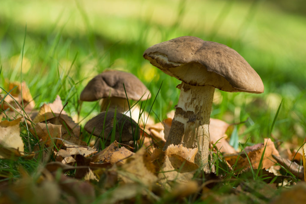 Selective focus shot of exotic mushrooms on a grass-covered meadow