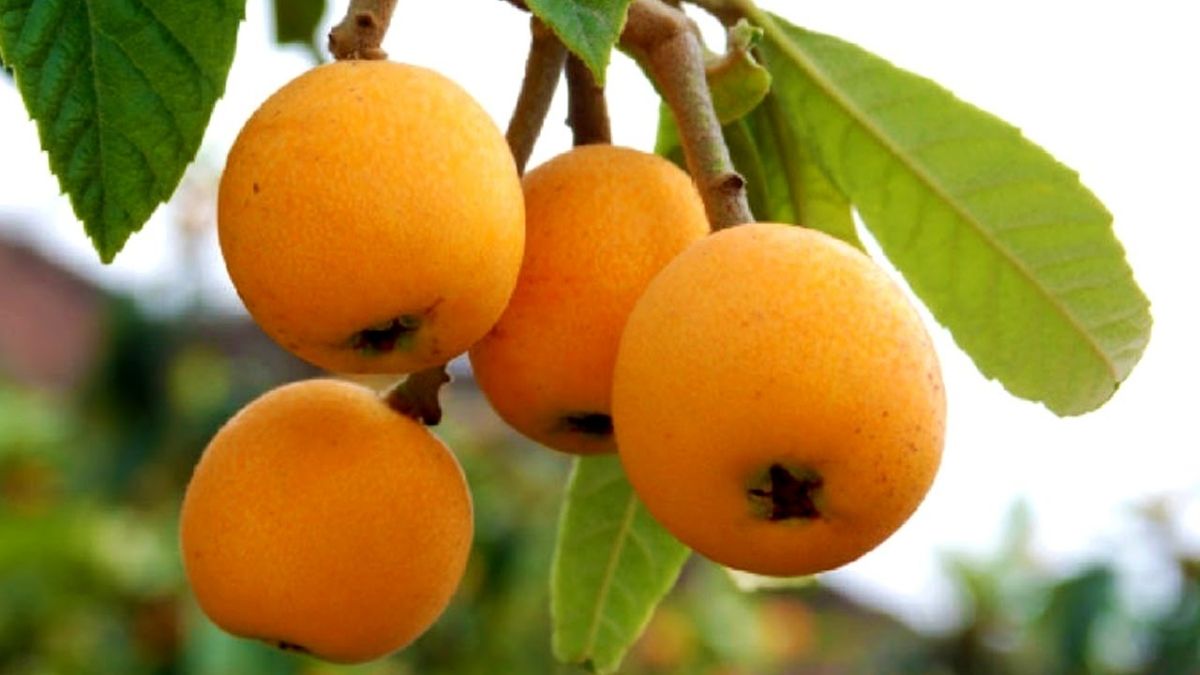 What Is the Nispero (Or Loquat) Fruit 