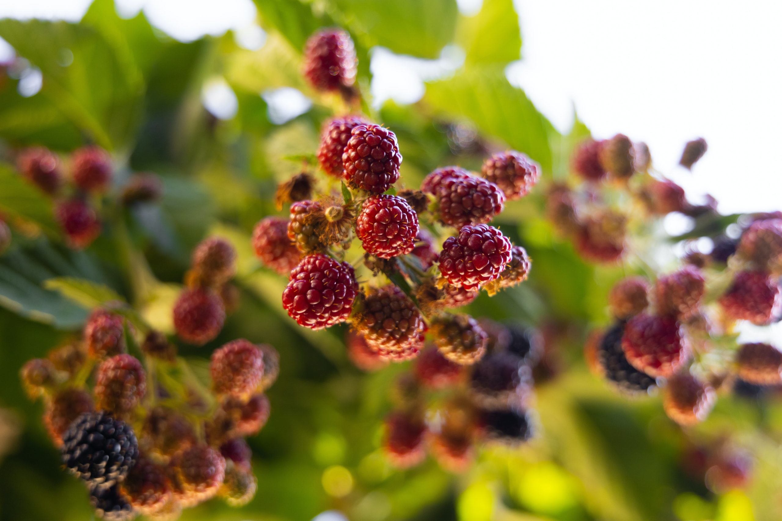 What Are Mulberries?