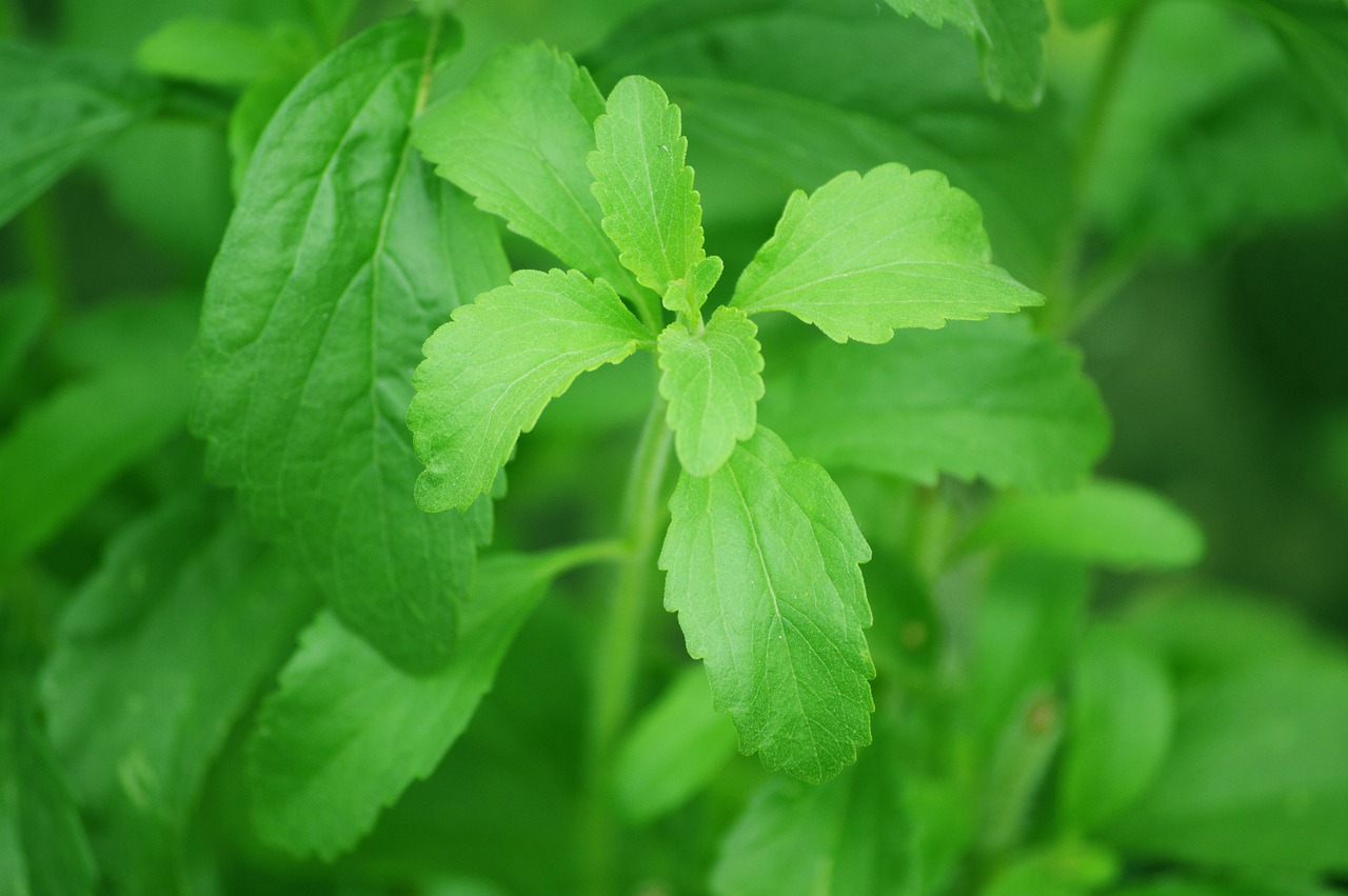 Stevia for Cooking